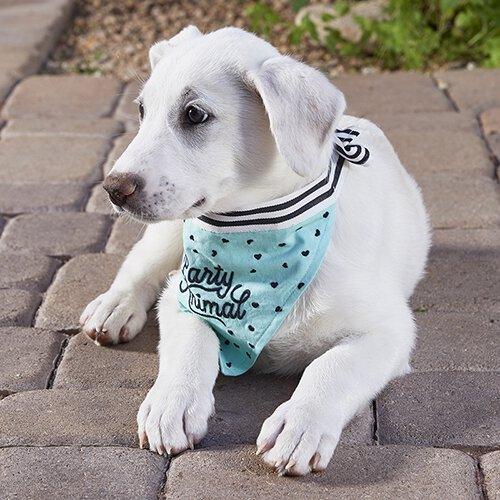 Party Animal Pet Bandana - Funky Confetti