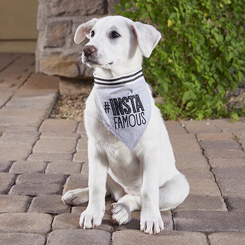 #Insta Pet Bandana