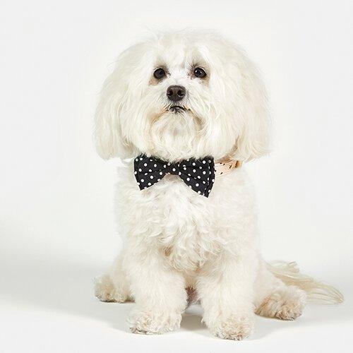 Pet Bow Tie - Funky Confetti