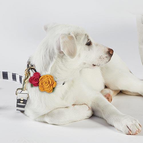 Pet Collar Flower - Funky Confetti